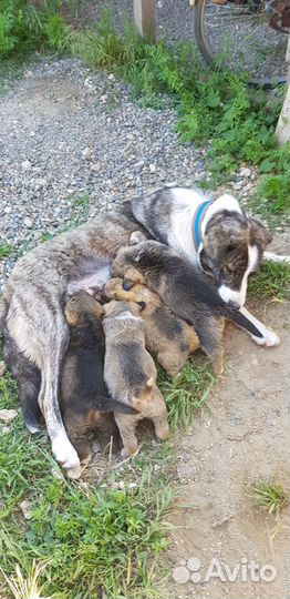 Отдам в добрые руки