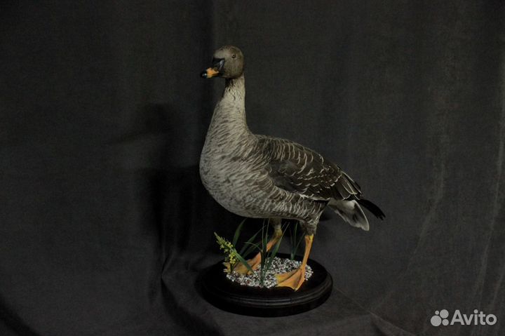 Чучело птицы Гусь (иммитация)