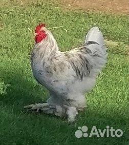 Домашние животные птицы