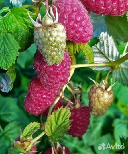 Ремонтантная малина