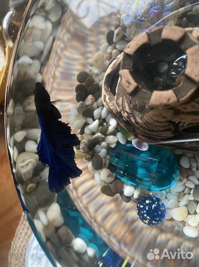 Аквариум рюмка 4л