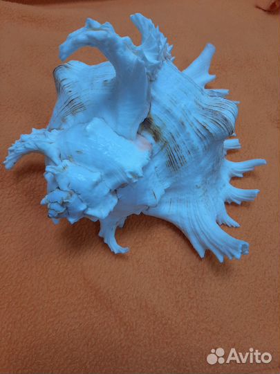 Ракушка Мурекс Ветвистый