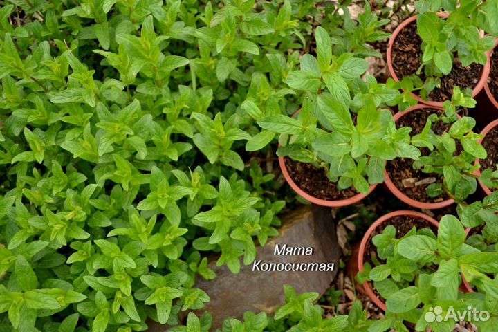 Мята саженцы Колосистая Ментоловая Болотная