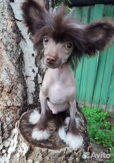 Китайская хохлатая