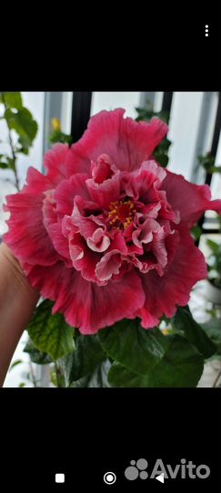 Гибискус флоридский Magnifigue