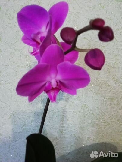 Орхидея фаленопсис