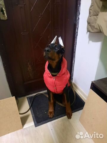 Курточка для собак