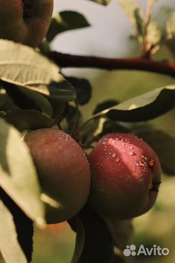 Саженцы яблони