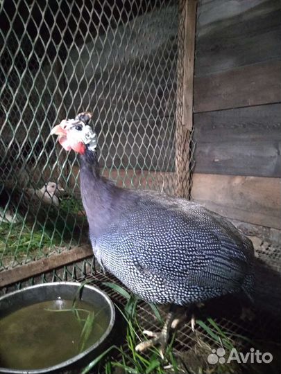 Самец цесарки,индоутята,цыплята 2 мес