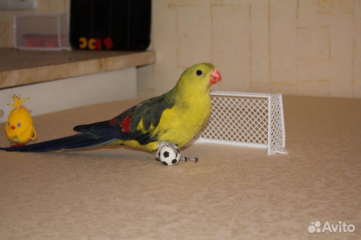 Александрийский попугай