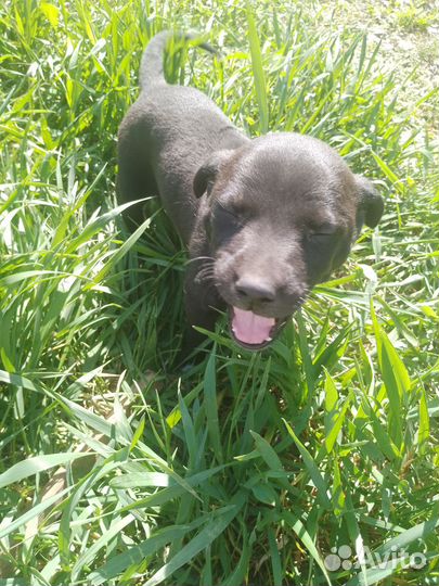 Щенки питбультерьера