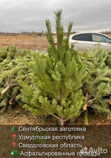 Сосна сентябрьская пушистая опт