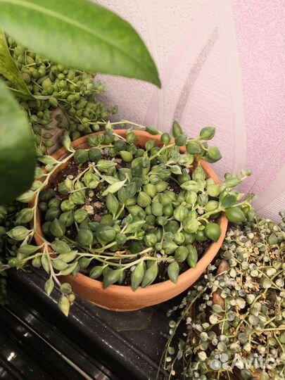 Крестовник Роули вар, Геррейна обычный