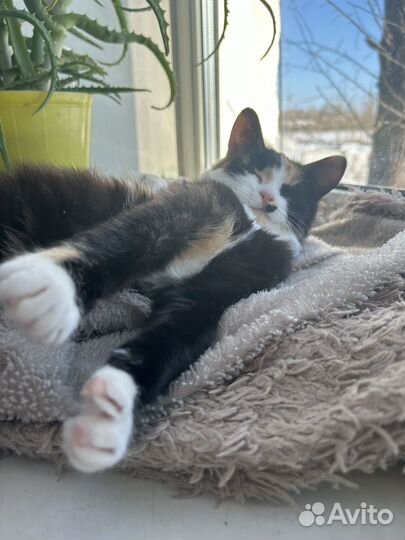 Кошка в добрые руки