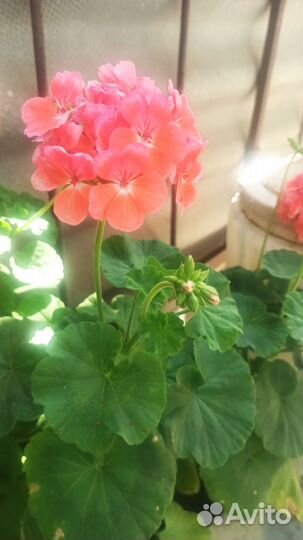 Герань и Перец горький комнатный