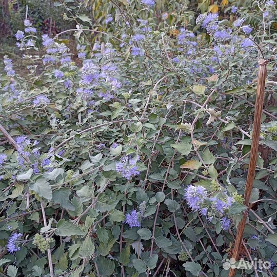 Кареоптерис