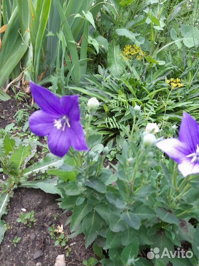 Многолетники садовые