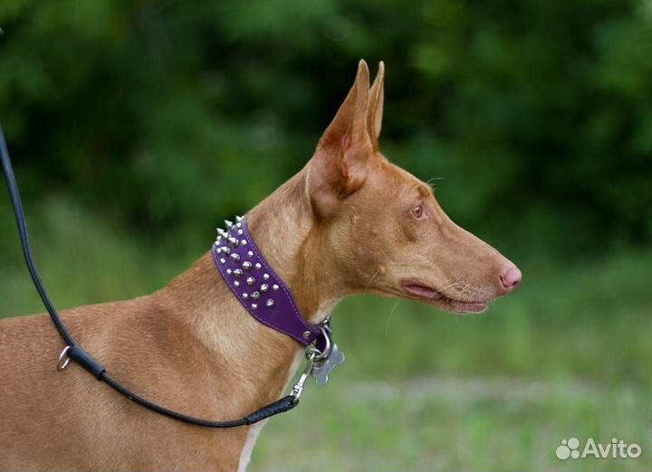 Фараоновая собака в добрые руки