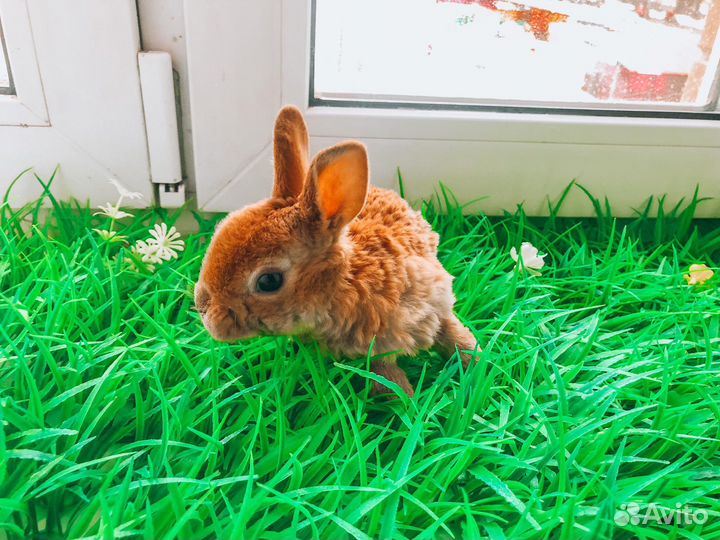 Карликовый кролик