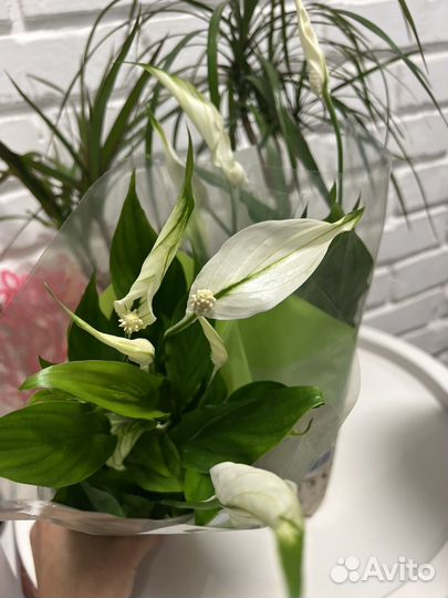 Спатифилум 36 см