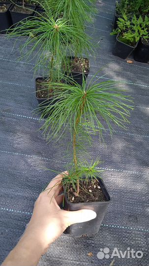 Саженцы сосны Веймутова