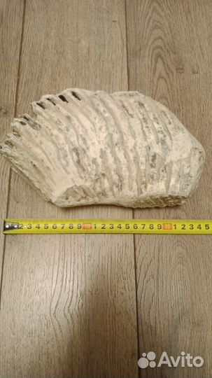 Зуб мамонта