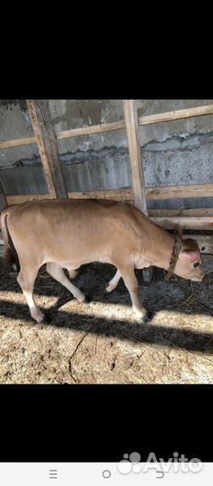 Бычок джерси