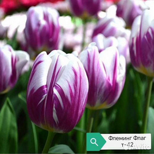 Луковицы тюльпанов(детка)