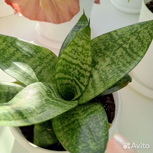 Сансевиерия