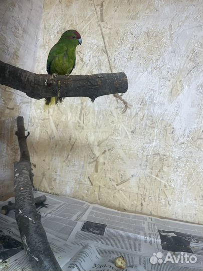 Попугай корелла птенец
