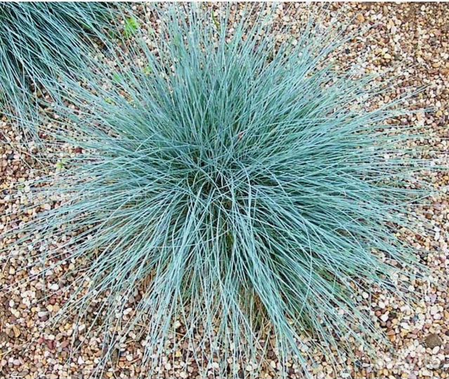 Саженцы Цветы Земляника