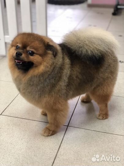 Студия груминга «Хвостики»