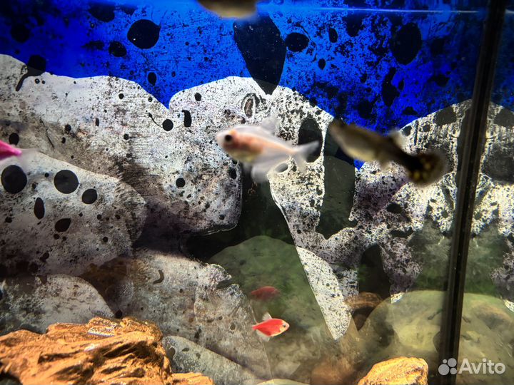 Аквариум с рыбками