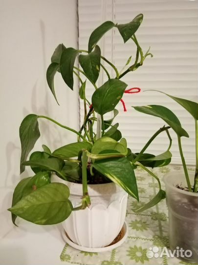 Стендаптус