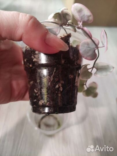 Церопегия Вуда вариегатная