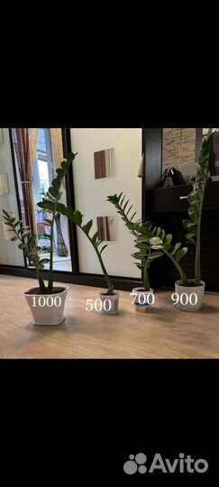 Комнатные цветы