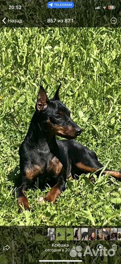 Цвергпинчер