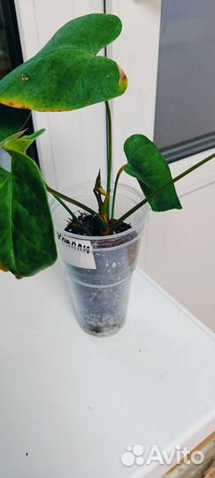 Антуриумы разные сорта