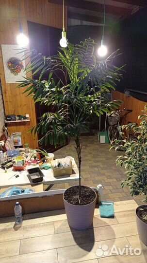 Фикус, пальма