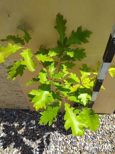 Дуб красный