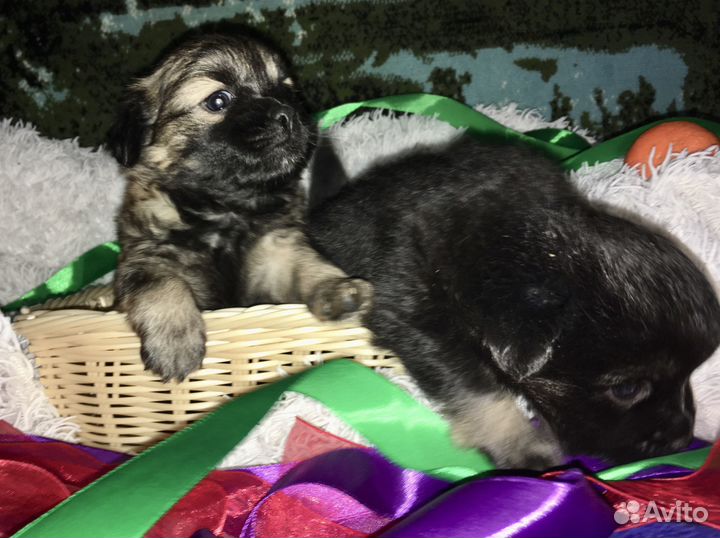 Щенки Пекинеса собачка, пёсик