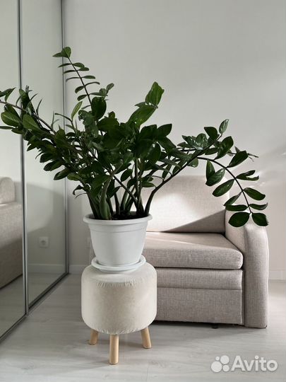 Замиокулькас