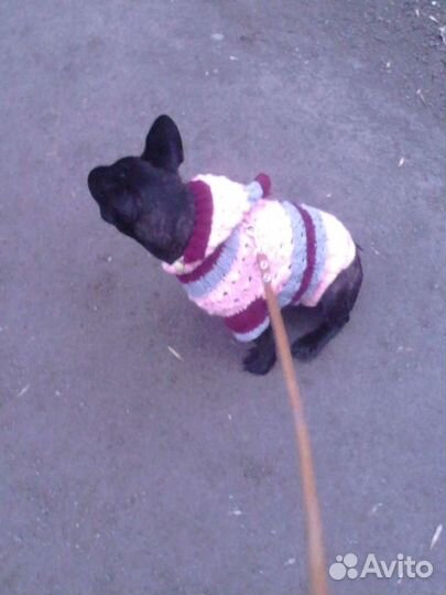 Одежка для небольшой собачки