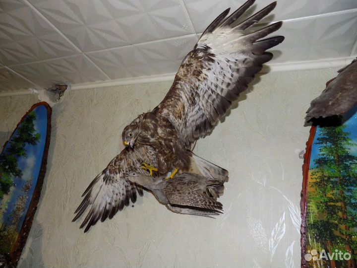 Чучело готовые и на заказ