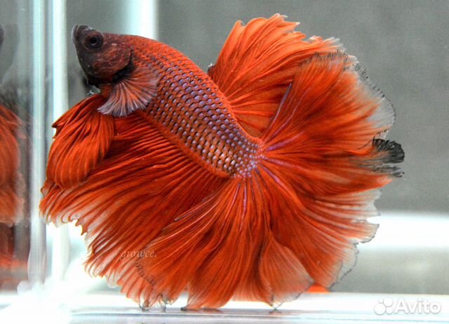 Петушок халф-мун и супер-дельта