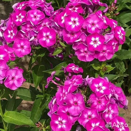 Флоксы метельчатые многолетние