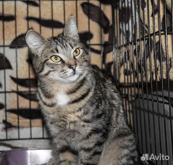 Киска-Ириска в добрые ручки