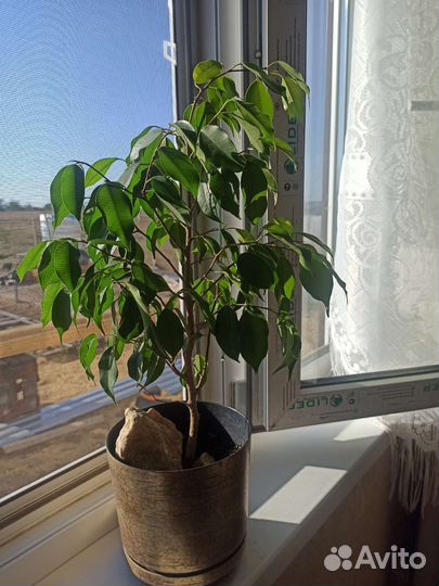 Бенджамина