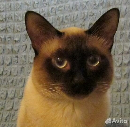 Тайский кот для вязки