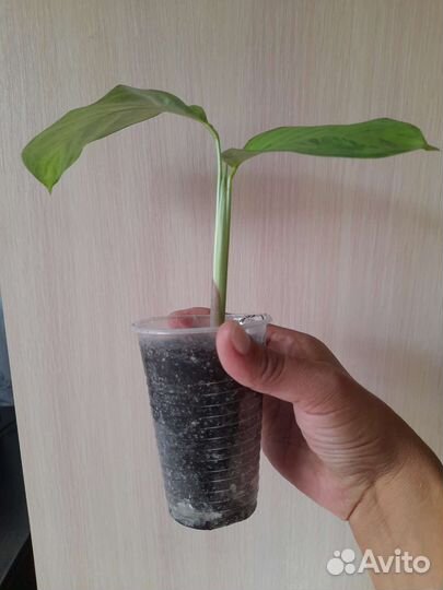 Комнатные растения